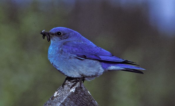 mountain-bluebird-male