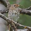 swainson-s-thrush-with-nesting-material