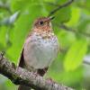 swainson-s-thrush_1341358876