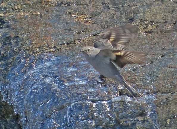 townsend-s-solitaire-in-flight-nugget-falls