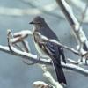 townsend-s-solitaire-in-winter