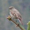 townsend-s-solitaire
