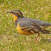 varied-thrush-gustavus