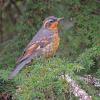varied-thrush-in-hemlock