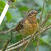 varied-thrush-juvenile-juneau-july-27
