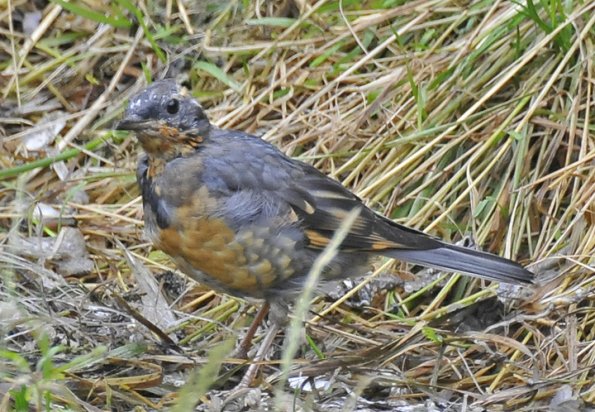 varied-thrush-juvenile_1316371326