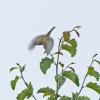 red-eyed-vireo-in-flight-juneau-7-1-2013