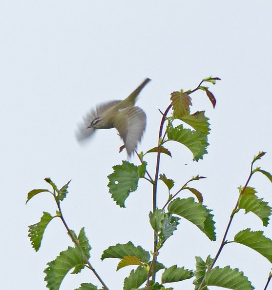 red-eyed-vireo-in-flight-juneau-7-1-2013