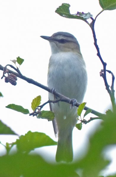 red-eyed-vireo-juneau-june-29-2013