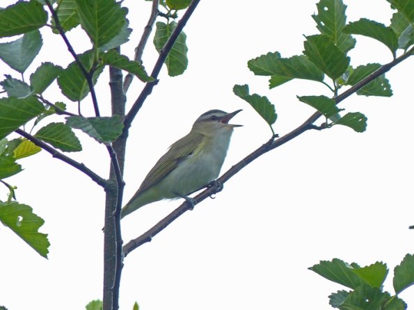 red-eyed-vireo-singing-in-the-rain