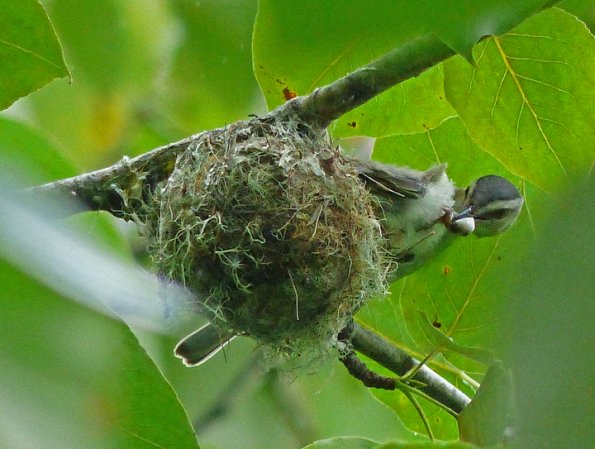 red-eyed-vireo-tending-young-at-nest