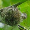 vireo-chick-at-nest