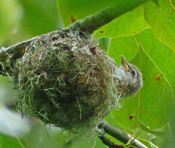 vireo-chick-at-nest
