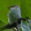 vireo-chick-just-fledged