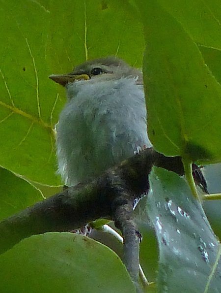 vireo-chick-just-fledged