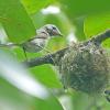 warbling-vireo-at-nest-at-iso-100