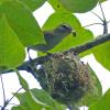 warbling-vireo-at-nest