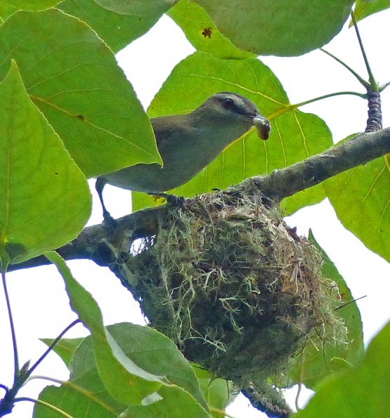 warbling-vireo-at-nest