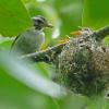 warbling-vireo-with-chicks-at-nest