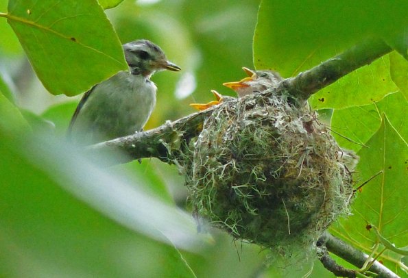 warbling-vireo-with-chicks-at-nest