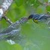 Yellow-rumped-Warbler-Audubon-s-subspecies-feeding-chick