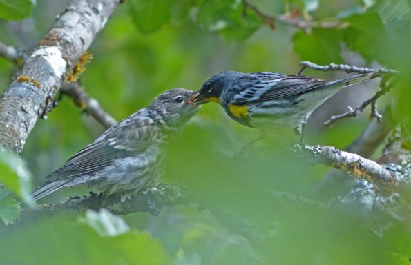 Yellow-rumped-Warbler-Audubon-s-subspecies-feeding-chick