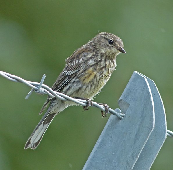 Yellow-rumped-Warbler-juvenile-July-15-2015
