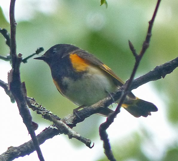 american-redstart-male-600-mm-optical-zoom-2