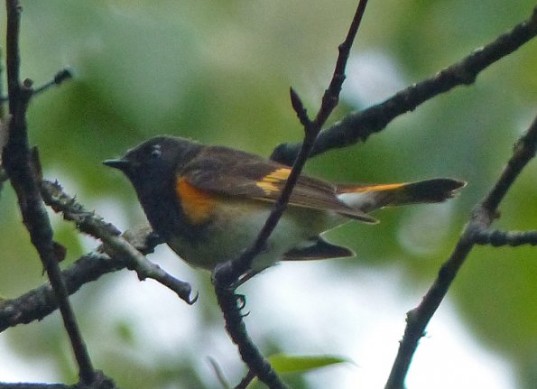 american-redstart-male-600-mm-optical-zoom