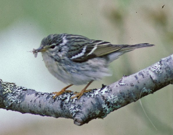 blackpoll-warbler-female