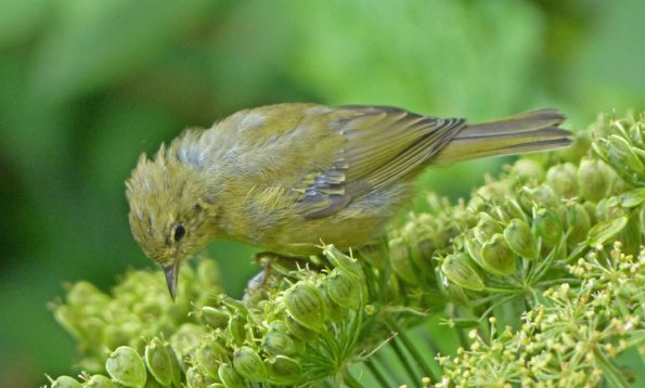 orange-crowned-warbler-juvenile-juneau-july-27