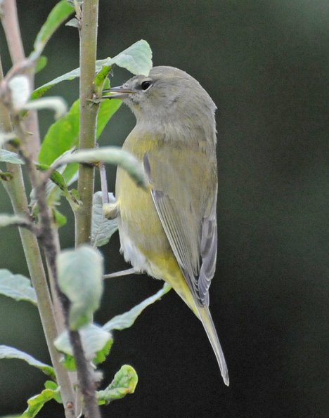orange-crowned-warbler-side-view