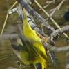 wilson-s-warbler-feeding-in-water-1