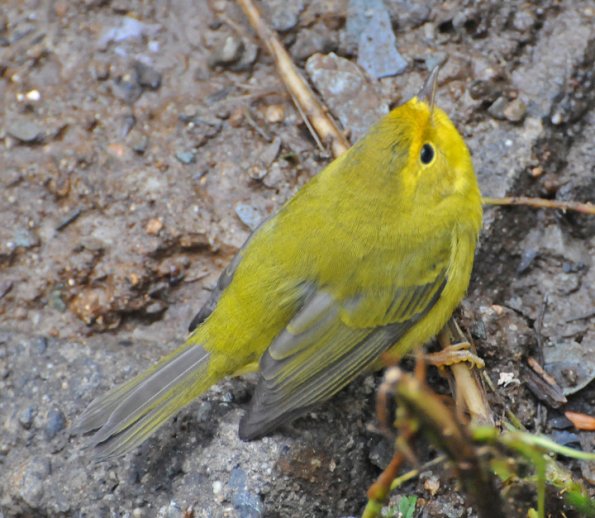 wilson-s-warbler-femlae