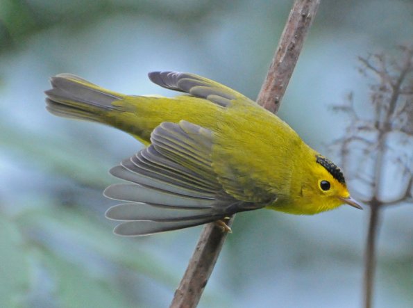 wilson-s-warbler-male-2
