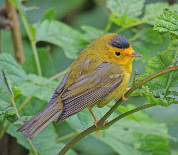 wilson-s-warbler