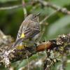 yellow-rumped-warbler-and-lichens