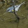 yellow-rumped-warbler-feeding-in-water-1