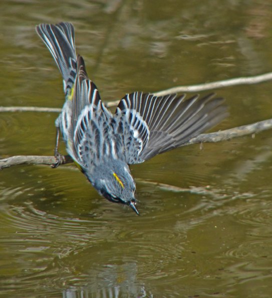 yellow-rumped-warbler-feeding-in-water-2