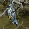 yellow-rumped-warbler-feeding-in-water-3