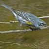 yellow-rumped-warbler-feeding-in-water-4