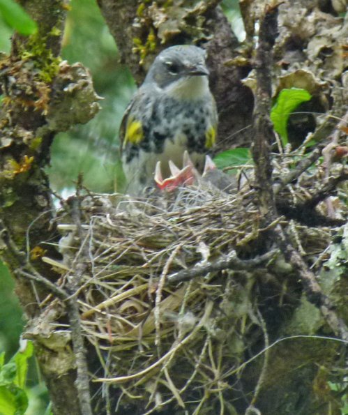 yellow-rumped-warbler-female-at-nest-with-young