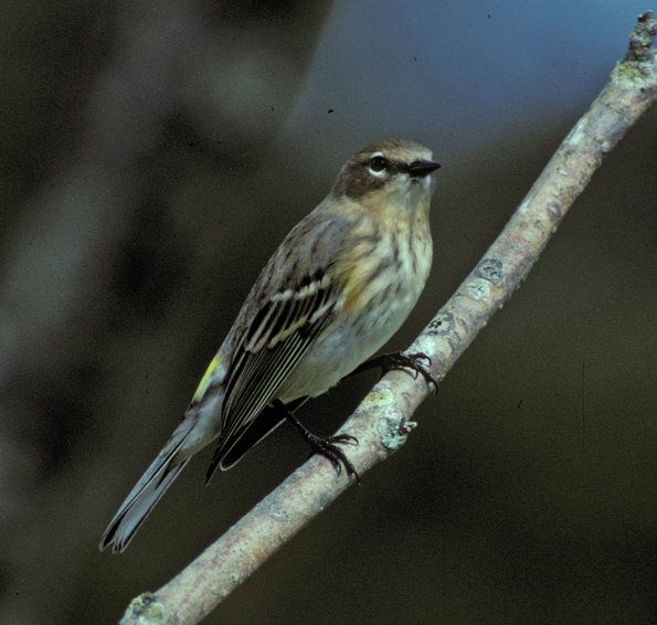 yellow-rumped-warbler-immature-from-book
