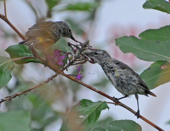 yellow-rumped-warbler-juveniles-eating-aphids