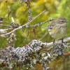 yellow-rumped-warbler-lichens-juneau