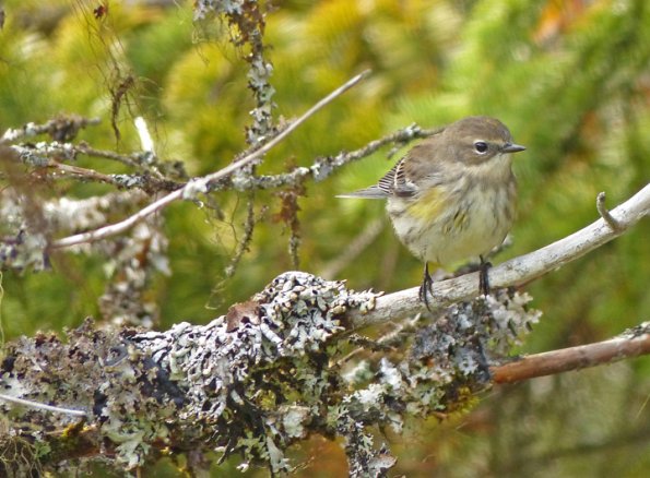 yellow-rumped-warbler-lichens-juneau
