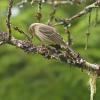 yellow-rumped-warbler-looking-in-lichens-for-insects