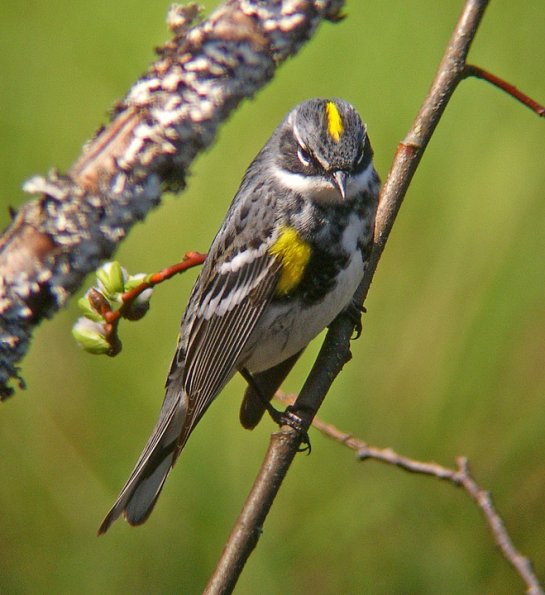 yellow-rumped-warbler-male-myrtle-subspecies