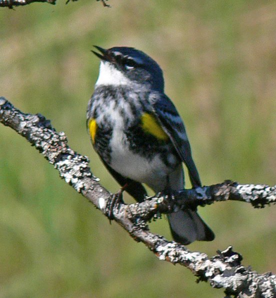 yellow-rumped-warbler-male-singing