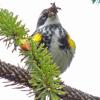 yellow-rumped-warbler-male-with-insects